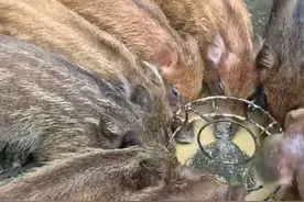 深山养猪人的秘籍:大自然就是一个天然养殖场，让野猪去自由采食图片