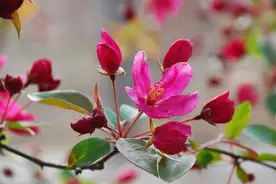 7月，这些花草开始“坐胎”，能不能变“孕妇”，养护很关键图片