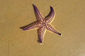 救救海星，它们好不容易才入侵中国一次，转眼就被吃光了图片