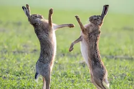 澳洲野兔泛滥成灾，政府六次围剿控制，不能吃吗？现实决定没法吃图片