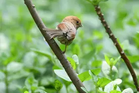 六月鸟讯→前往上海植物园观察飞羽小精灵图片