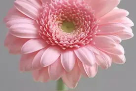 太阳花（非洲菊）图片