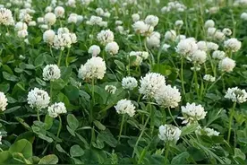 白三叶种一次能用10年，作绿肥抑制杂草，增加养分，还是放牧饲草图片