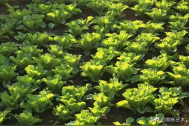 大白菜叶面喷施白醋，怎样配制溶液浓度？图片