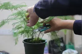 5种花长的“太猖狂”？拦腰砍一刀，立马枝繁叶茂，花开爆图片
