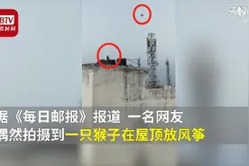 印度猴子在屋顶放风筝 当地官员：因疫情封锁 猴子进化得很快图片