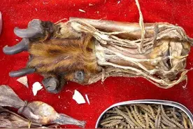以前摆摊卖虎骨、虎鞭、羚羊角的是什么人，东西是真的吗？图片