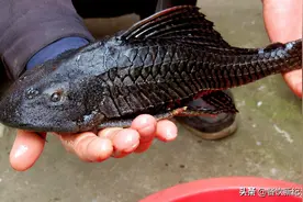 广东男子，将清道夫鱼肉炖汤，鱼皮做鞋，走红朋友圈，获网友称赞图片