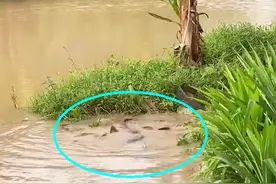 雨后，汕尾一河湾大群鲶鱼水面翻滚，附近钓鱼人：每条都有几十斤图片