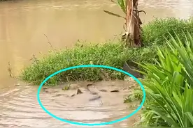 雨后，汕尾一河湾大群鲶鱼水面翻滚，附近钓鱼人：每条都有几十斤图片