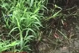 飞机洒农药毒死养殖户30万元小龙虾？ 镇政府回应视频封面