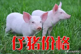 今日仔猪价格｜猪价第三波上涨开启，仔猪价格水涨船高图片