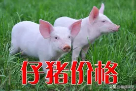 今日仔猪价格｜猪价第三波上涨开启，仔猪价格水涨船高图片