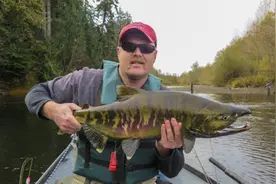 大马哈鱼：黑龙江放流30多年，最后全进了俄罗斯的“口袋”？图片