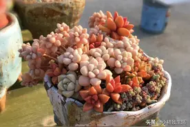 简单四步，打造多肉拼盘，自制炫彩“套餐”，省盆省土省空间图片