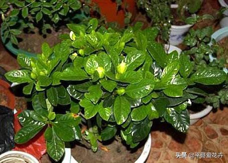 栀子花掉蕾、叶片发黄咋回事？学会这“3点”细节，轻松开花爆盆