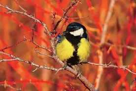 林草科普|阿勒泰的环北极鸟种图片