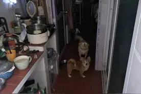 岳阳这个小区一杂物间住了1个人和7条狗！邻居：真受不了图片