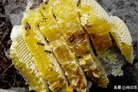 野生蜜蜂不老实，动不动就分家，养蜂人发现其中秘密，这下赚了图片