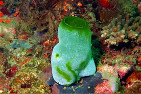 为了从动物变成植物，它吃掉了自己的脑子！没想到最后变成了食物图片