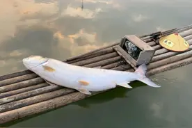 鱼塘发现一条一百多斤的“大害鱼”，所幸被渔网捞起，哪来的？图片