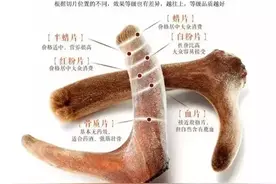 鹿茸片分6个等级，您知道么？小编带您了解鹿茸片的等级划分图片
