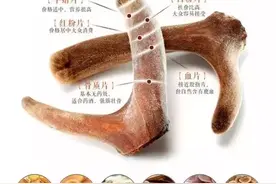 鹿茸片分6个等级，您知道么？小编带您了解鹿茸片的等级划分图片