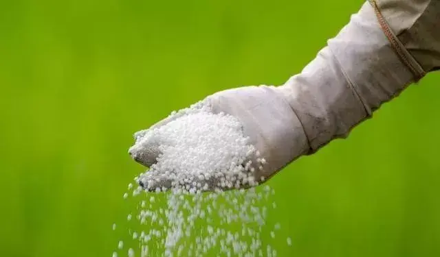 尿素在土里五六天就可以被吸收，叶面喷洒后多久可以被吸收？