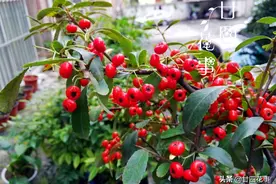 春节不要只买“花”，试试这8种“果”，红彤彤金灿灿，喜庆图片