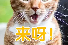 为什么猫会盯着你看？图片