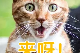为什么猫会盯着你看？图片