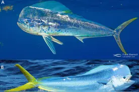 凡学大师｜鲯鳅：美是我最不值一提的优点图片