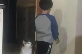 气嘟嘟的宝宝被罚站，猫咪冲上去：不生气啊！撸我缓解下心情？图片