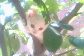 小白猫和小黑狗，家里的黑白双煞图片