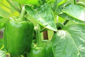 枯草芽孢杆菌是什么？有什么作用呢？不能跟那些杀菌剂混用？图片