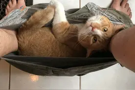 一组猫咪偷窥主人的图片：看你上厕所，盯你洗澡，每张都中招图片