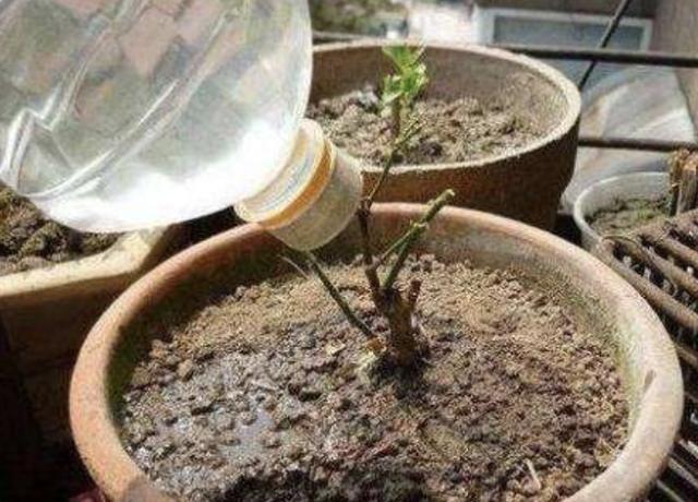 不想给花卉“施肥”，就用“它”，每个月“浇半瓶”，变旺盛！