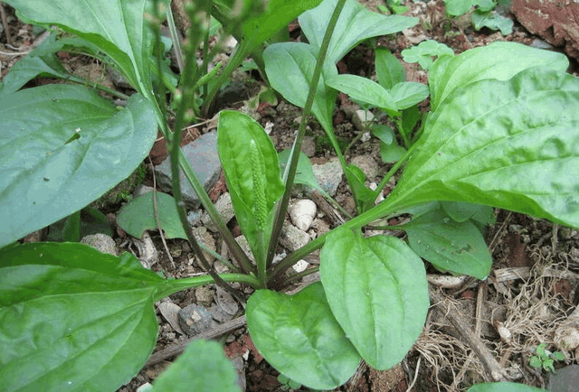 车前草图片大全(野外这杂草春天能赏叶) - 投稿 - 九芝号