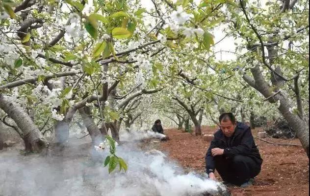 倒春寒预防及补救措施最全版！精华都在这里了