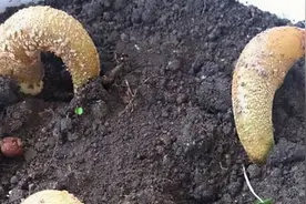 养花“牛人”一步步将“榴莲核”，养成榴莲盆栽，结出30斤大果图片