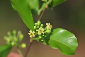 林草科普|中国药用植物 - 沉香图片