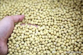 俄罗斯对大豆出口征收30%关税，对我国大豆价格有影响吗？图片
