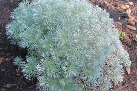 银白色叶子的朝雾草，价格便宜，叶片清香，颜值特别高图片