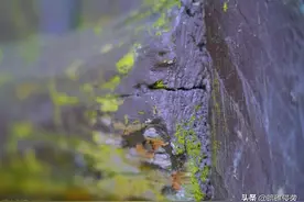 人间有梦，醉清风图片