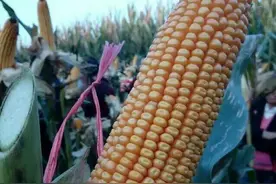 这几个玉米适种范围广，产量高，全国大部分地区都能种图片