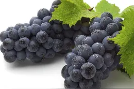 庭院葡萄种植与管理（一）图片