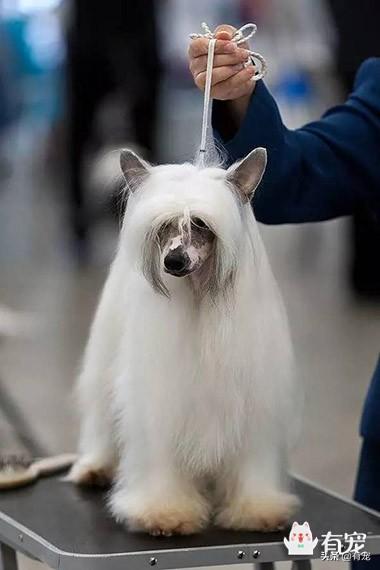 世界最稀有的狗狗之一,无毛犬中国冠毛犬,网友戏称是最丑的狗狗