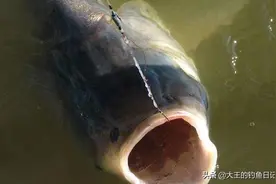 风向影响鱼口，要想钓好鲢鳙鱼，四季这些风向要了解图片