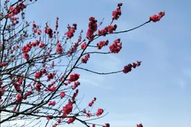 做人要有良心，行事要知感恩，给一分还十分，拿痴心换情深！图片