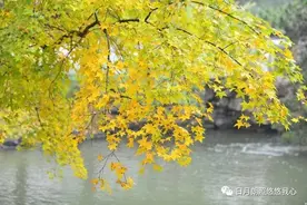 宋玉笔下的秋，如此郁结凄美图片